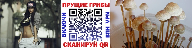где найти   Поворино  Галлюциногенные грибы мицелий 